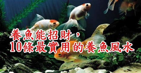 招財金魚|養魚能招財，10條最實用的養魚風水（你一定要知道）。